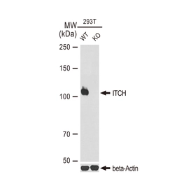 Anti-ITCH antibody [GT1248] used in Western Blot (WB). GTX02845
