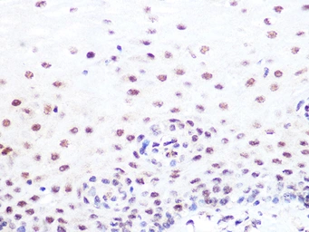 Anti-SUMO2 + SUMO3 antibody [GT1253] used in IHC (Paraffin sections) (IHC-P). GTX02850