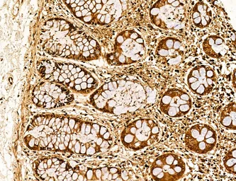 Anti-LASS2 antibody used in IHC (Paraffin sections) (IHC-P). GTX02887