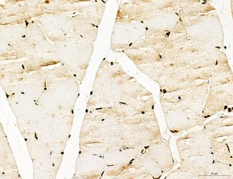 Anti-LASS2 antibody used in IHC (Paraffin sections) (IHC-P). GTX02887