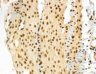 Anti-LASS2 antibody used in IHC (Paraffin sections) (IHC-P). GTX02887