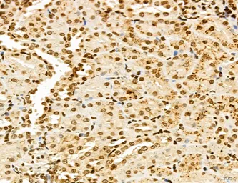 Anti-LASS2 antibody used in IHC (Paraffin sections) (IHC-P). GTX02887