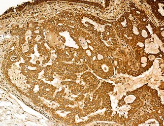 Anti-LASS2 antibody used in IHC (Paraffin sections) (IHC-P). GTX02887