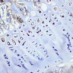 Anti-Aggrecan antibody [GT1267] used in IHC (Paraffin sections) (IHC-P). GTX03179