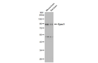 Anti-Epac1 antibody [GT1334] used in Western Blot (WB). GTX03246