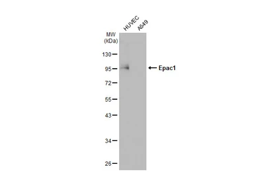 Anti-Epac1 antibody [GT1334] used in Western Blot (WB). GTX03246