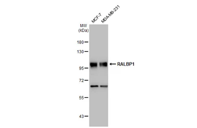 Anti-RALBP1 antibody [GT1337] used in Western Blot (WB). GTX03249