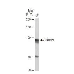 Anti-RALBP1 antibody [GT1337] used in Western Blot (WB). GTX03249