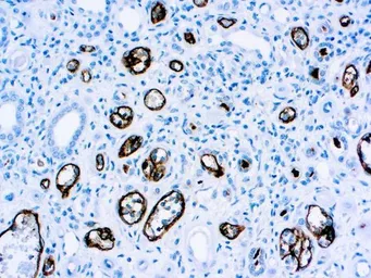 Anti-C4d  antibody [C4D204] used in IHC (Paraffin sections) (IHC-P). GTX03302