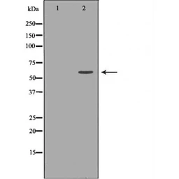 Anti-MUTYH antibody used in Western Blot (WB). GTX03359