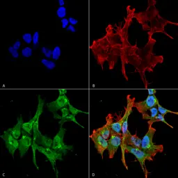 Anti-Piccolo antibody [6H9-B6] used in Immunocytochemistry/ Immunofluorescence (ICC/IF). GTX03361