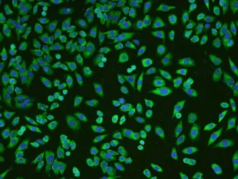 Anti-KLF2 antibody used in Immunocytochemistry/ Immunofluorescence (ICC/IF). GTX03383