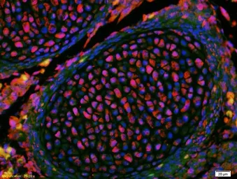 Anti-KLF2 antibody used in IHC (Paraffin sections) (IHC-P). GTX03383