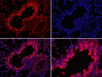 Anti-KLF2 antibody used in IHC (Paraffin sections) (IHC-P). GTX03383
