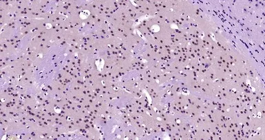 Anti-KLF2 antibody used in IHC (Paraffin sections) (IHC-P). GTX03383