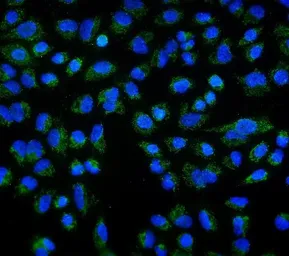 Anti-DLL1 antibody used in Immunocytochemistry/ Immunofluorescence (ICC/IF). GTX03469
