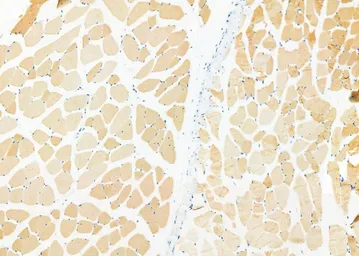 Anti-RAMP2 antibody used in IHC (Paraffin sections) (IHC-P). GTX03586