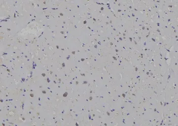 Anti-14-3-3 zeta antibody used in IHC (Paraffin sections) (IHC-P). GTX03588