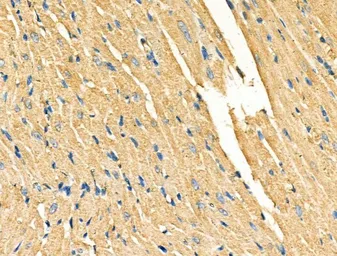 Anti-Galectin 9 antibody used in IHC (Paraffin sections) (IHC-P). GTX03644