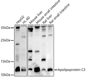 Anti-Apolipoprotein CIII antibody used in Western Blot (WB). GTX03650