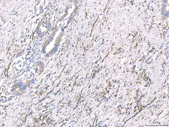 Anti-CD93 antibody used in IHC (Paraffin sections) (IHC-P). GTX03672