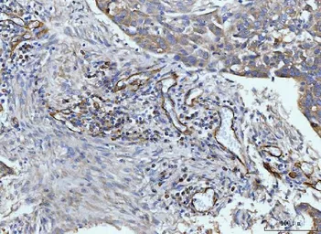 Anti-CD93 antibody used in IHC (Paraffin sections) (IHC-P). GTX03672