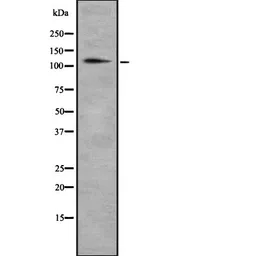 Anti-CD93 antibody used in Western Blot (WB). GTX03674