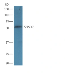 Anti-OSGIN1 antibody used in Western Blot (WB). GTX03681