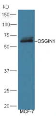 Anti-OSGIN1 antibody used in Western Blot (WB). GTX03681
