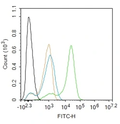 Anti-AMPK alpha 1 (phospho Thr183) + AMPK alpha 2 (phospho Thr172) antibody used in Flow cytometry (FCM). GTX03702