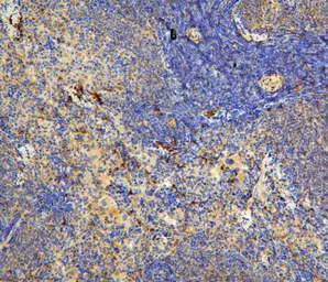 Anti-IL31 antibody used in IHC (Paraffin sections) (IHC-P). GTX03704