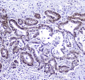 Anti-AHR antibody used in IHC (Paraffin sections) (IHC-P). GTX03719
