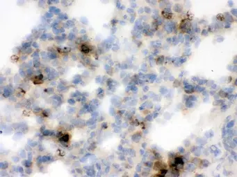 Anti-Lipocalin-2 antibody used in IHC (Frozen sections) (IHC-Fr). GTX03729