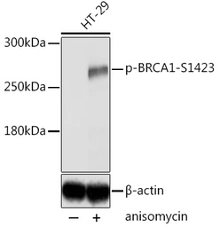 Anti-BRCA1 (phospho Ser1423) antibody used in Western Blot (WB). GTX03784