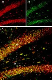 Anti-proBDNF antibody used in IHC (Frozen sections) (IHC-Fr). GTX04075