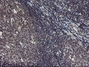Anti-TDO2 antibody [OTI2A4] used in IHC (Paraffin sections) (IHC-P). GTX04090