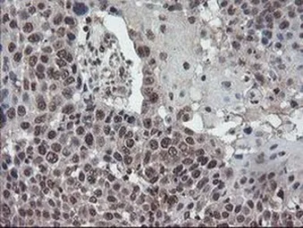 Anti-TDO2 antibody [OTI2A4] used in IHC (Paraffin sections) (IHC-P). GTX04090