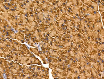 Anti-ARC antibody used in IHC (Paraffin sections) (IHC-P). GTX04096