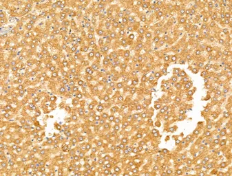 Anti-ARC antibody used in IHC (Paraffin sections) (IHC-P). GTX04096