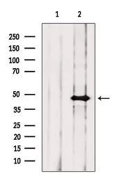 Anti-ARC antibody used in Western Blot (WB). GTX04096
