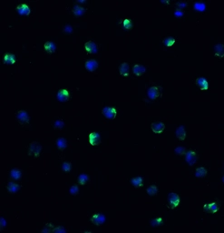 Anti-NCOA4 antibody used in Immunocytochemistry/ Immunofluorescence (ICC/IF). GTX04250