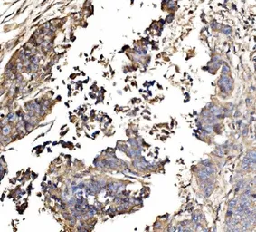Anti-GNAL antibody used in IHC (Paraffin sections) (IHC-P). GTX04318