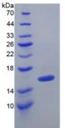 Mouse TGF beta 1 protein, His tag (active). GTX04319-pro