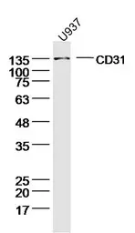 Anti-CD31 antibody used in Western Blot (WB). GTX04325