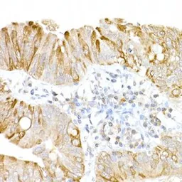 Anti-USP18 antibody used in IHC (Paraffin sections) (IHC-P). GTX04331