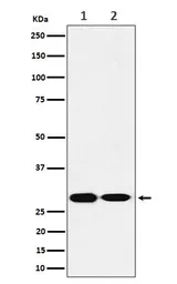 Anti-SNAP29 antibody [GT1365] used in Western Blot (WB). GTX04332