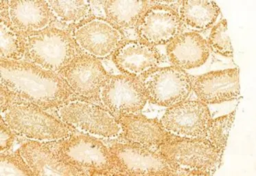 Anti-mTOR antibody used in IHC (Paraffin sections) (IHC-P). GTX04334