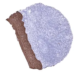 Anti-pan Cytokeratin antibody [MSVA-000R] HistoMAX&trade; used in IHC (Paraffin sections) (IHC-P). GTX04363