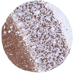 Anti-Synaptophysin antibody [MSVA-462R] HistoMAX&trade; used in IHC (Paraffin sections) (IHC-P). GTX04371
