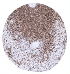 Anti-CD45RA antibody [MSVA-472M] HistoMAX&trade; used in IHC (Paraffin sections) (IHC-P). GTX04372